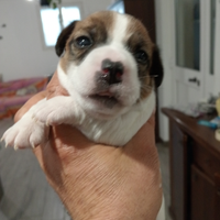 Pura razza jack Russel con pedigree Enci