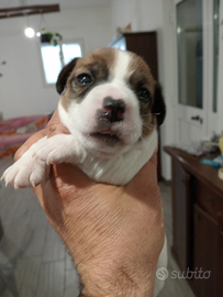 Pura razza jack Russel con pedigree Enci
