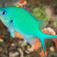 Pesce marino