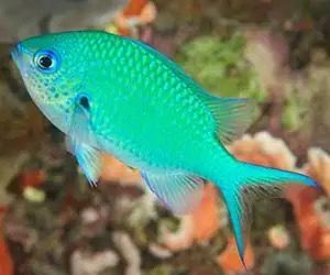 Pesce marino