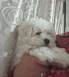 Maltesi taglia piccola papà maltese americano