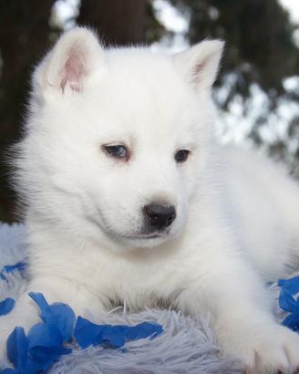 Cucciolo Siberian Husky Total White pedigree Enci