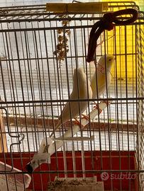 Canarini e ciuffolotti messicani