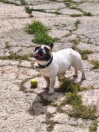 Bulldog francese