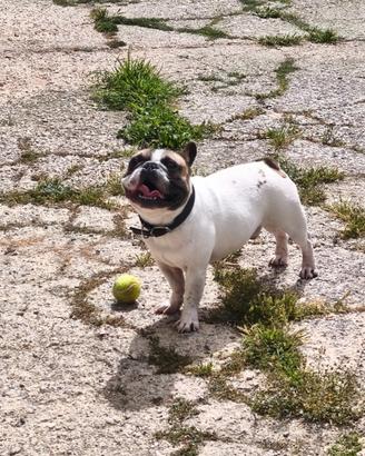 Bulldog francese