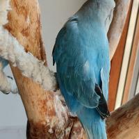 Inseparabili allevati a mano