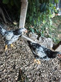galli/galline robusta maculata 