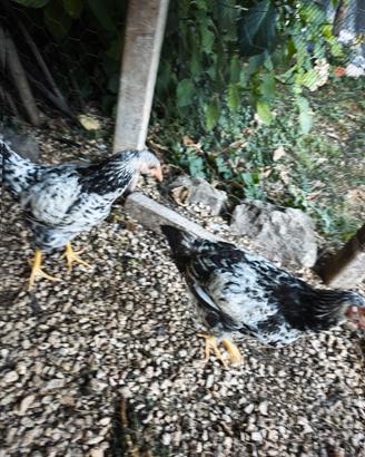 galli/galline robusta maculata 