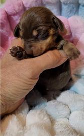 Maschietto bassottino cioccolato