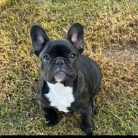 Femmina bulldog francese