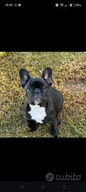 Femmina bulldog francese