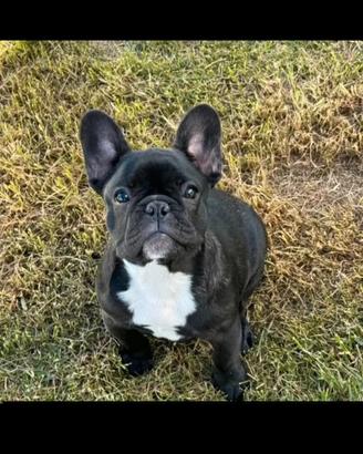 Femmina bulldog francese