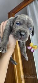 Cuccioli Cane Corso