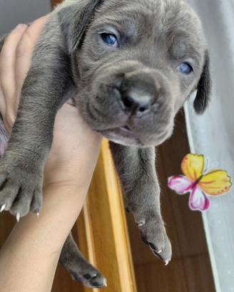 Cuccioli Cane Corso