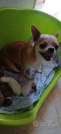cuccioli di chihuahua 