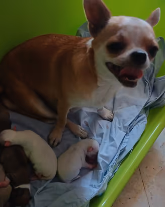 cuccioli di chihuahua 