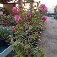 pianta Camelia japonica