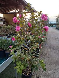 pianta Camelia japonica