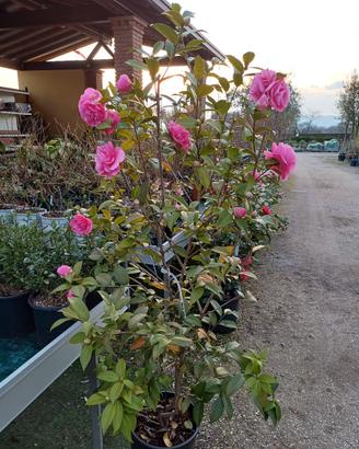 pianta Camelia japonica