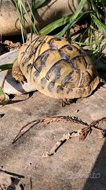 Tartaruga di terra