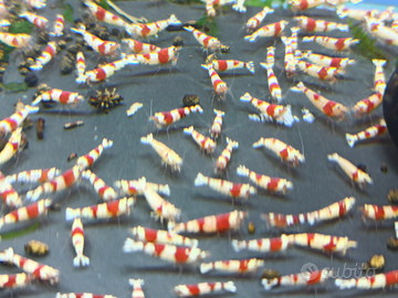 Crystal Red Caridine selezionate con cura