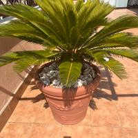 Cycas