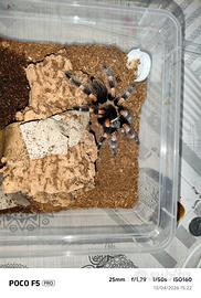 Brackiphelma Hamorii