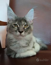 dolcissima cucciola di Maine Coon
