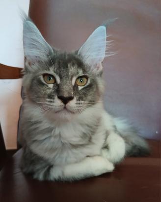 dolcissima cucciola di Maine Coon
