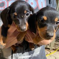 Cuccioli bassotto nano tedesco