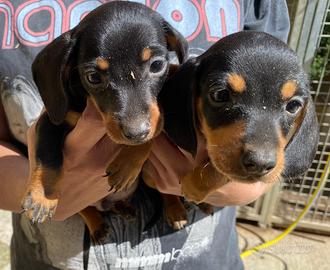 Cuccioli bassotto nano tedesco