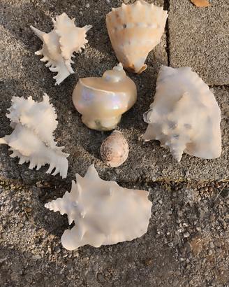 Conchiglie da collezione 