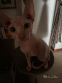 Cucciolo gatto sphynx