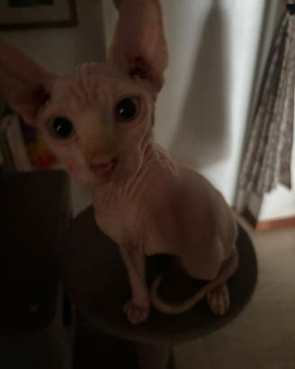 Cucciolo gatto sphynx