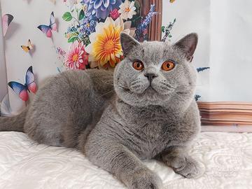 British Shorthair disponibile per accoppiamento