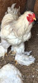 Gallo Brahma