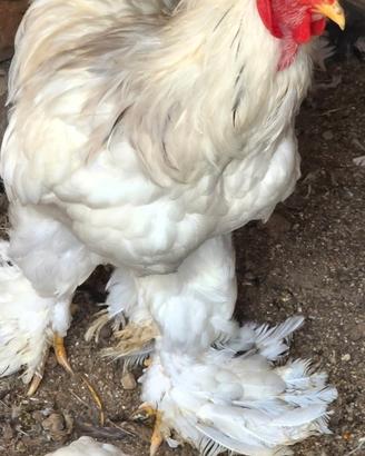 Gallo Brahma