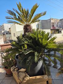 Cycas