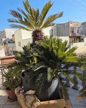 Cycas