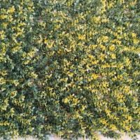 siepe artificiale bosso bicolore 