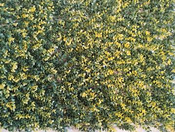 siepe artificiale bosso bicolore 