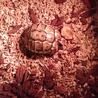 Tartaruga di terra 5mesi