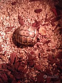 Tartaruga di terra 5mesi