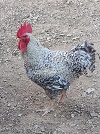 Galli/polli