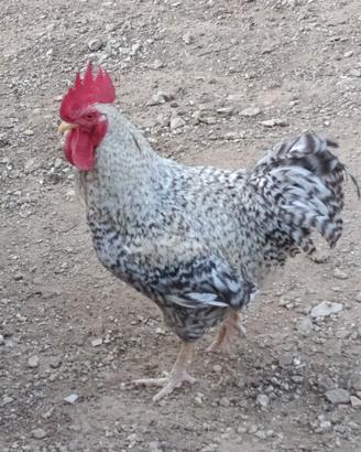 Galli/polli