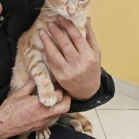 Frederick gattino 5/6 mesi