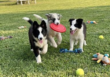 Border collie cuccioli pronti