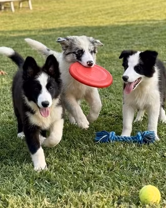 Border collie cuccioli pronti