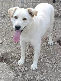 Cane cucciolo simil Labrador in adozione