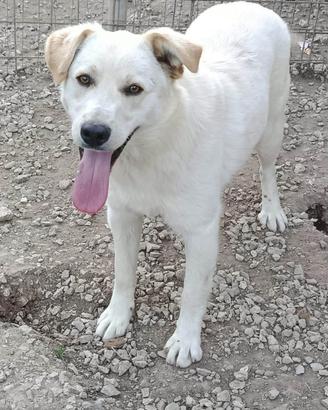 Cane cucciolo simil Labrador in adozione